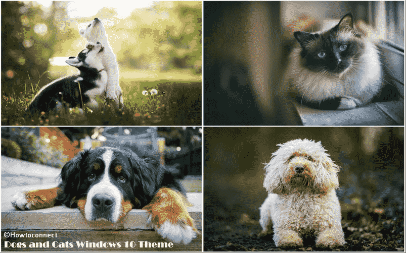 Get Dogs and Cats Windows 10 Theme