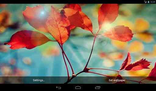 Red Leaf Live Wallpaper