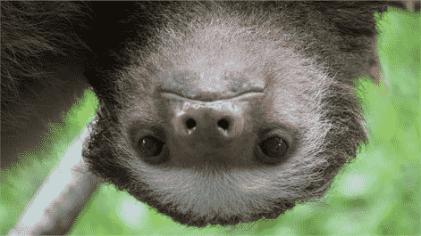 Sloths PREMIUM